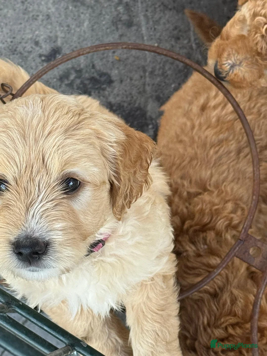 Goldendoodle honden te koop: Goldendoodle puppy F1 REU - Advertentie 2