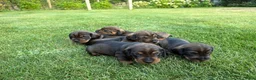 Ruwhaar Teckel honden te koop: Teckel standaard ruwhaar FCI-stamboom - Advertentie 7