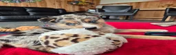 Kruising honden te koop: Mini Australian shepherd pup reutje  - Advertentie 23