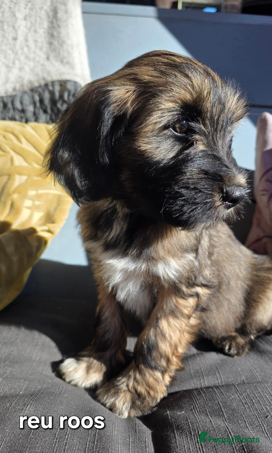 Tibetaanse Terriër honden Tibetaanse terriër pups met FCI stamboom - Advertentie 13