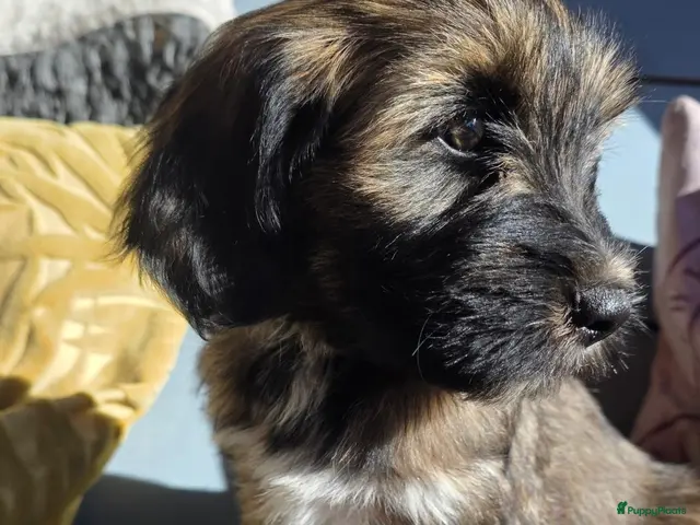 Tibetaanse Terriër honden Tibetaanse terriër pups met FCI stamboom - Advertentie 13