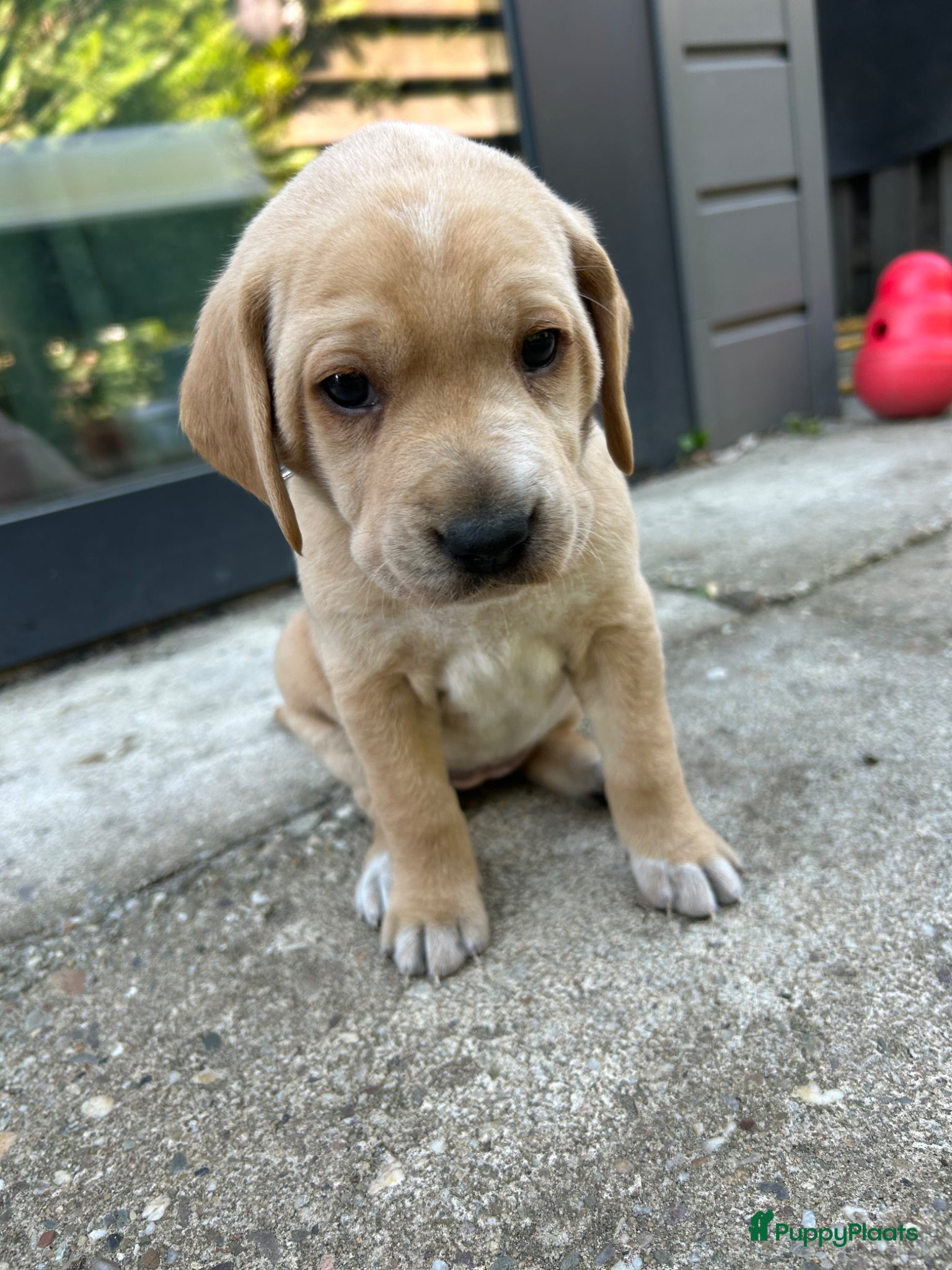 Kruising honden Dalmador 14 maart geboren nog 1 teefje beschikbaar - Advertentie 6