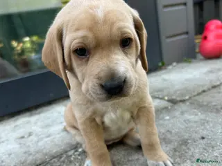 Kruising honden Dalmador 14 maart geboren nog 1 teefje beschikbaar - Advertentie 6