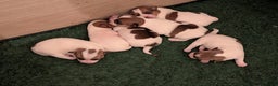 Jack Russel Terriër honden te koop: Jack Russell pups met stamboom  - Advertentie 10