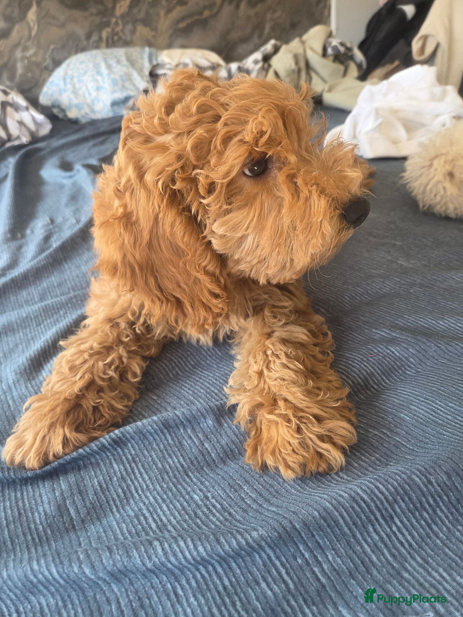 Poedel honden Poedel puppy  - Advertentie 2