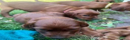 Ierse Setter honden te koop: Ierse setter  - Advertentie 7