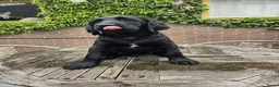 Labradoodle honden te koop: Laatste 2 labradoodles zoeken een eigen huisje - Advertentie 33