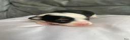 Chihuahua honden te koop: Chihuahua pups raszuiver te koop in Dongen - Advertentie 8