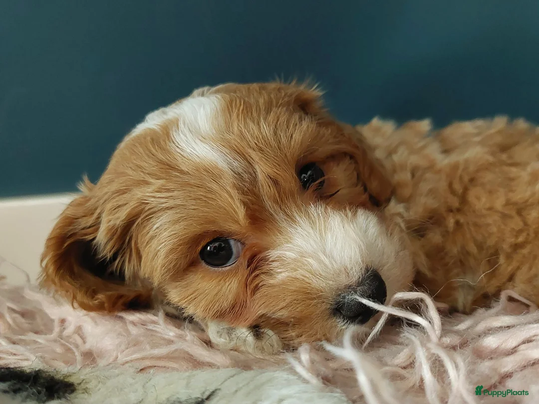 Kruising honden te koop: Onze Labradoodle mini Roxy in verwachting  - Advertentie 13