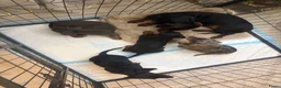 Teckel (korthaar)  honden te koop: Dwerg Teckel Pups. - Advertentie 13