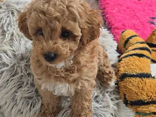 Maltipoo honden Mooie Lieve Maltipoo Maltezer / toypoedel pups - Advertentie 5