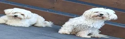 Maltipoo honden te koop: Mooie, kleine maltipoo teefjes  - Advertentie 14