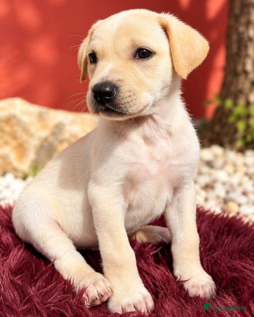 Kruising honden deze lieve jongen hindo zoekt een vriendje  - Advertentie 1