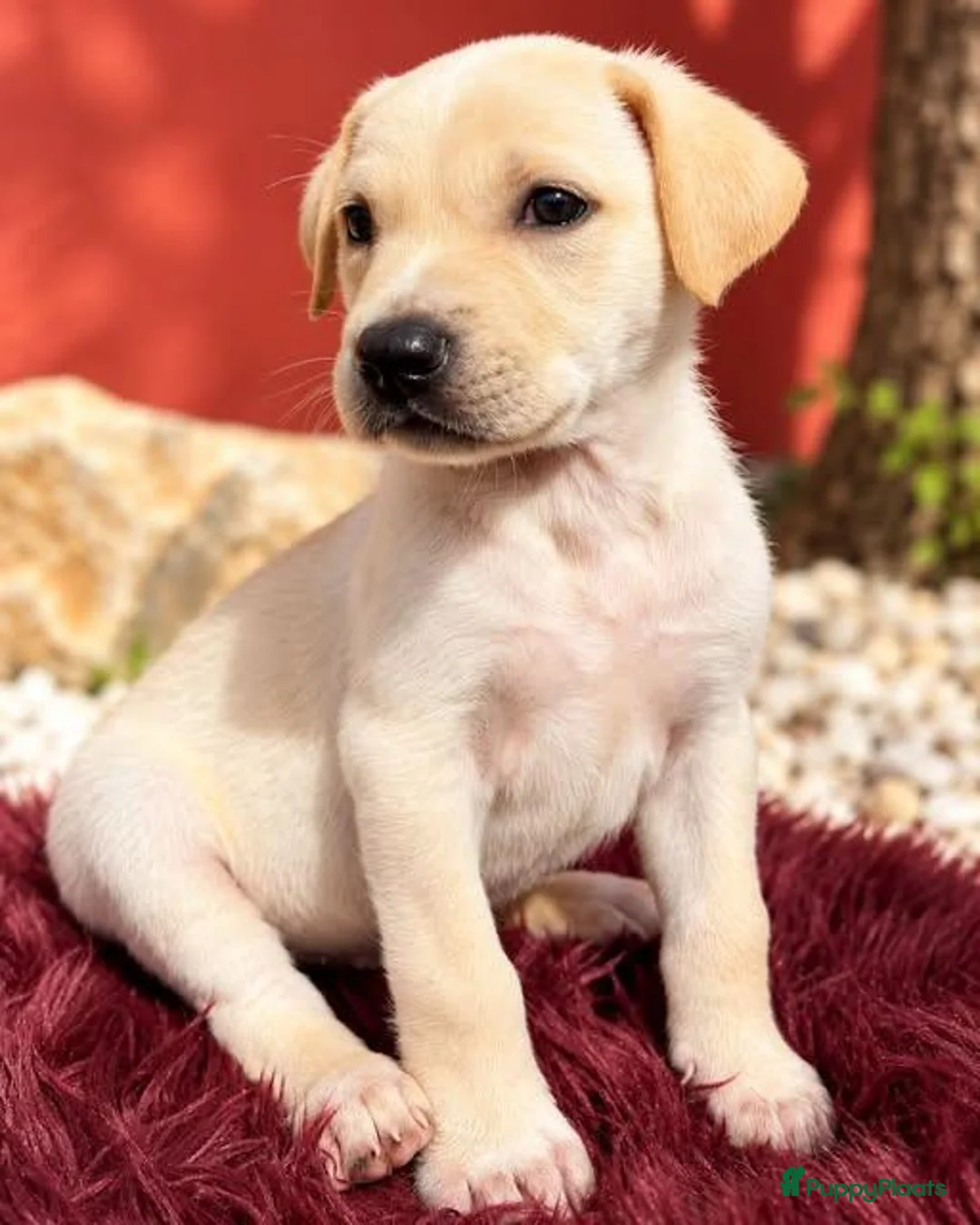 Kruising honden ter adoptie: deze lieve jongen hindo zoekt een vriendje  - Advertentie 1