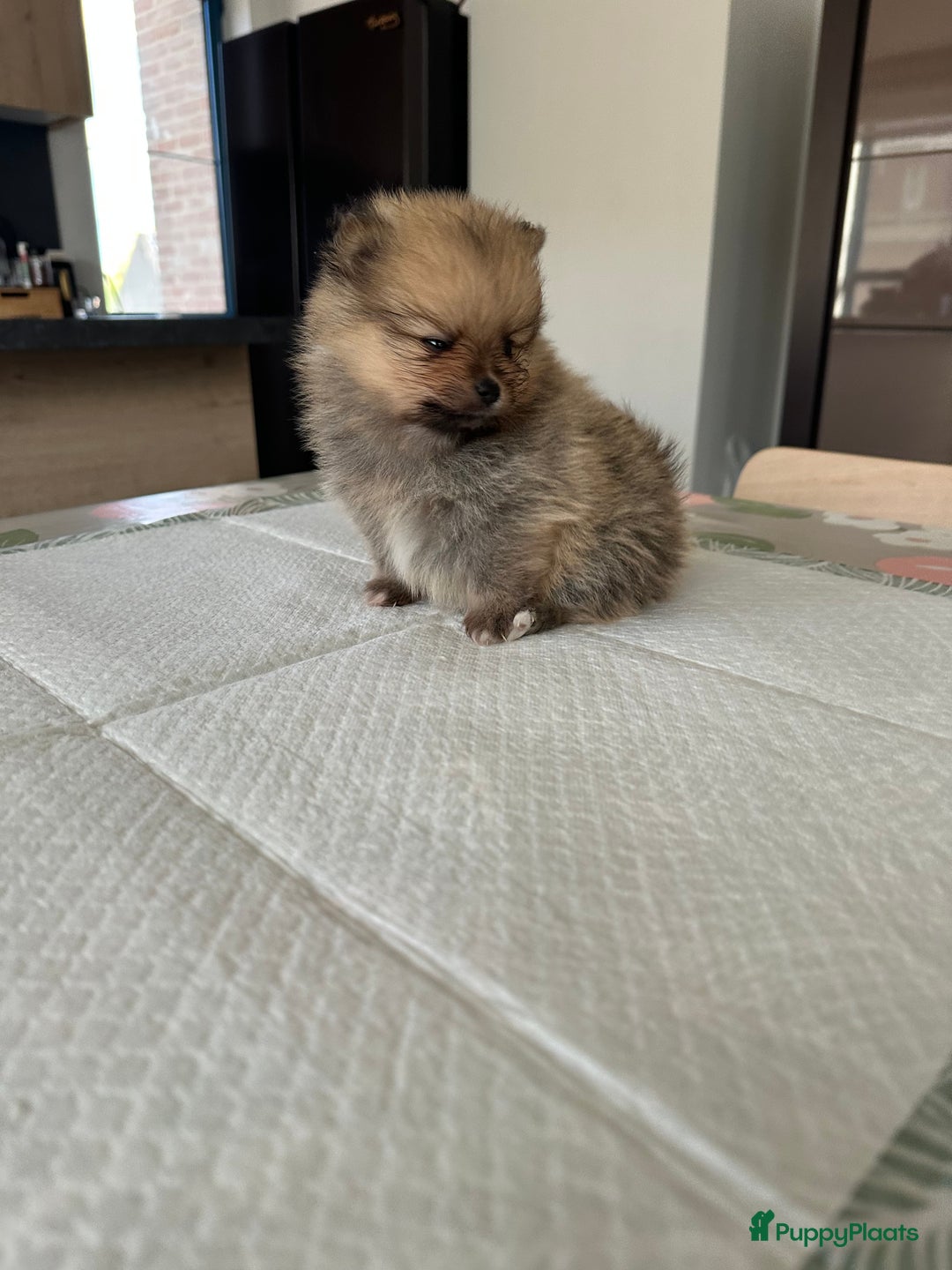 Pomeriaan honden te koop: Pomeriaan puppy’s  - Advertentie 8