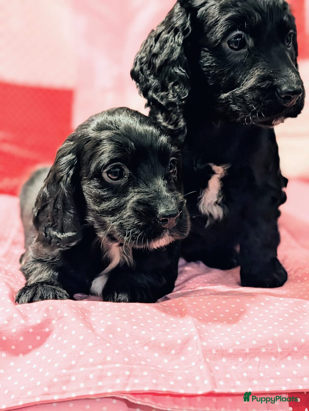 Kruising honden te koop: Kr Engelse cockerspaniel pups.Type Cockapoo - Advertentie 9