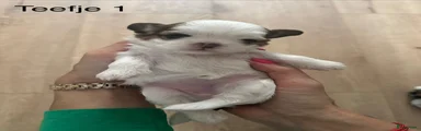 Shih Tzu 1