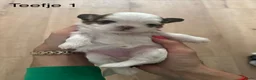 Shih Tzu honden te koop: Shih tzu pups  - Advertentie 5