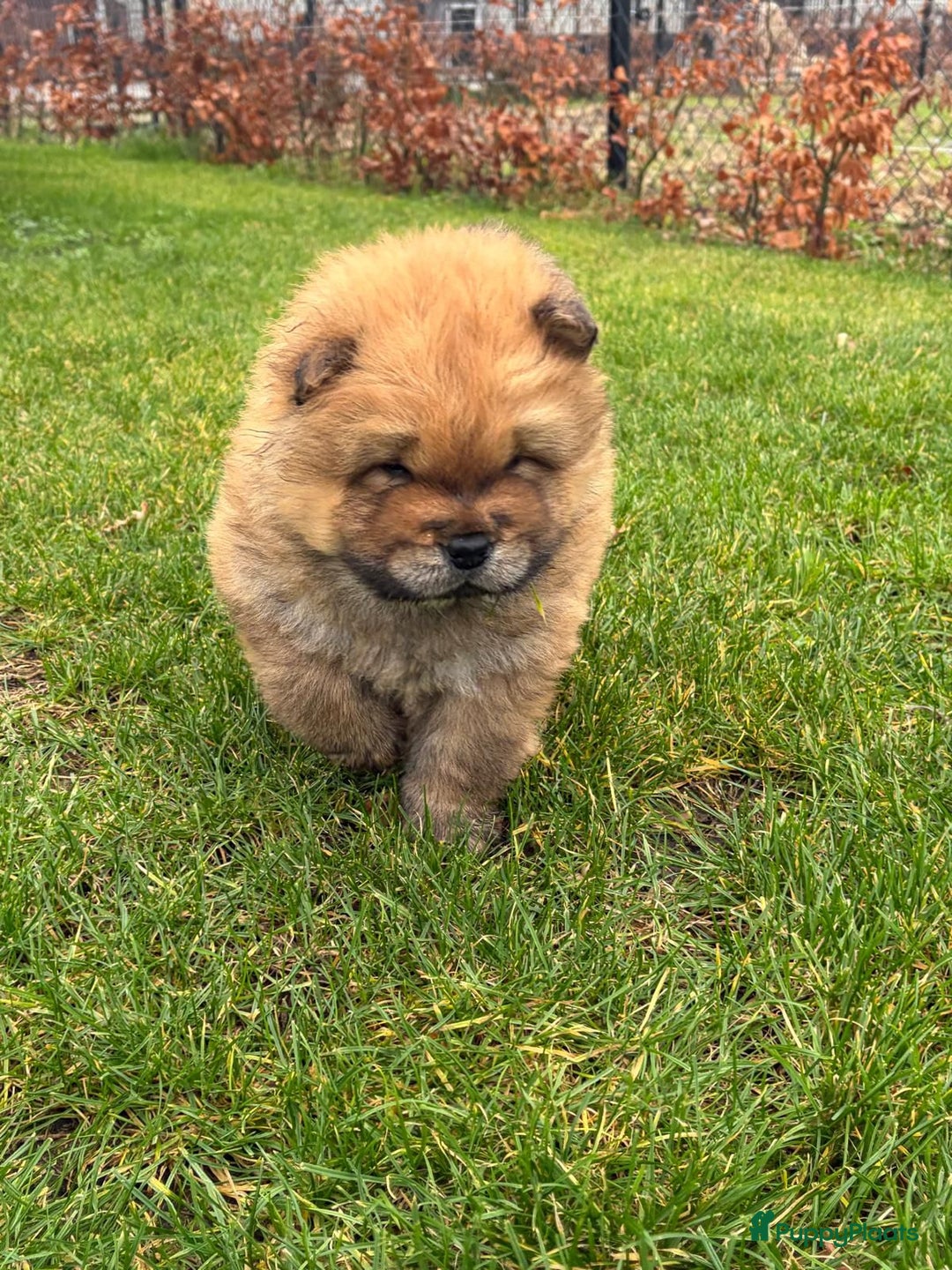 Chow Chow honden te koop: Nog 2 chow chow pups beschikbaar - Advertentie 16