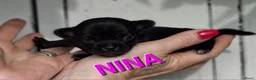 Chihuahua honden te koop: Mooie chihuahua pups - Advertentie 5