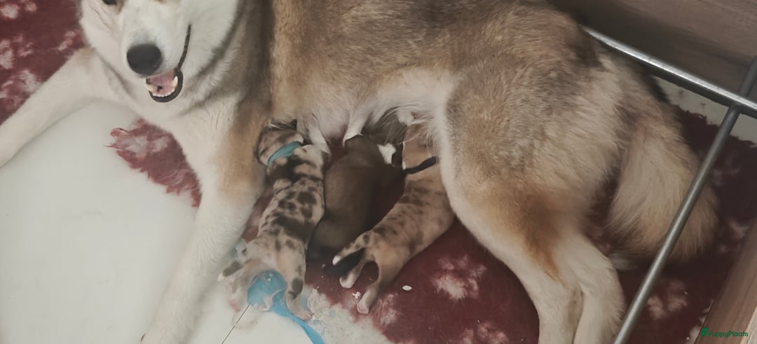 Kruising honden te koop: Borsky pup, Husky x Border Collie - Afbeelding 18