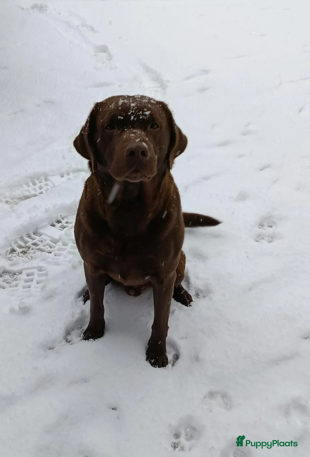 Labrador Retriever honden te koop: Prachtige chocoladebruine Labrador pups - Advertentie 23