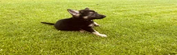 Duitse Herder honden te koop: Prachtige Duitse herder pups - Advertentie 23