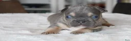 Franse Bulldog honden te koop: Franse Bulldog pups, lange open neus  - Advertentie 22