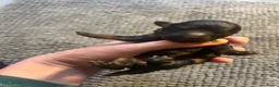 Dwergpoedel honden te koop: Prachtige dwergpoedelpups met exclusieve kleur! - Advertentie 6