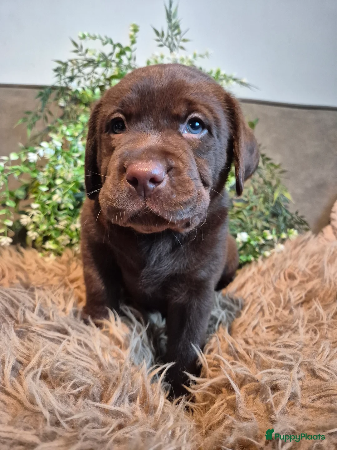 Labrador Retriever honden te koop: Labrador Retriever pups met stamboom  - Advertentie 2