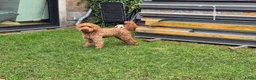 Australian Labradoodle honden te koop: Australian labradoodle pups te reserveren  in Waddinxveen - Advertentie 2