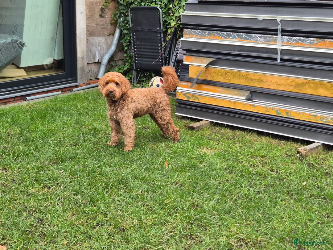 Australian Labradoodle honden te koop: Australian labradoodle pups te reserveren  in Waddinxveen - Advertentie 2