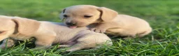 Kruising honden te koop: Kortharige teckels met vleugje chihuahua  - Advertentie 9