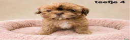 Kruising honden te koop: Prachtige boomer pups. Shih tzu maal maltezer. - Advertentie 9