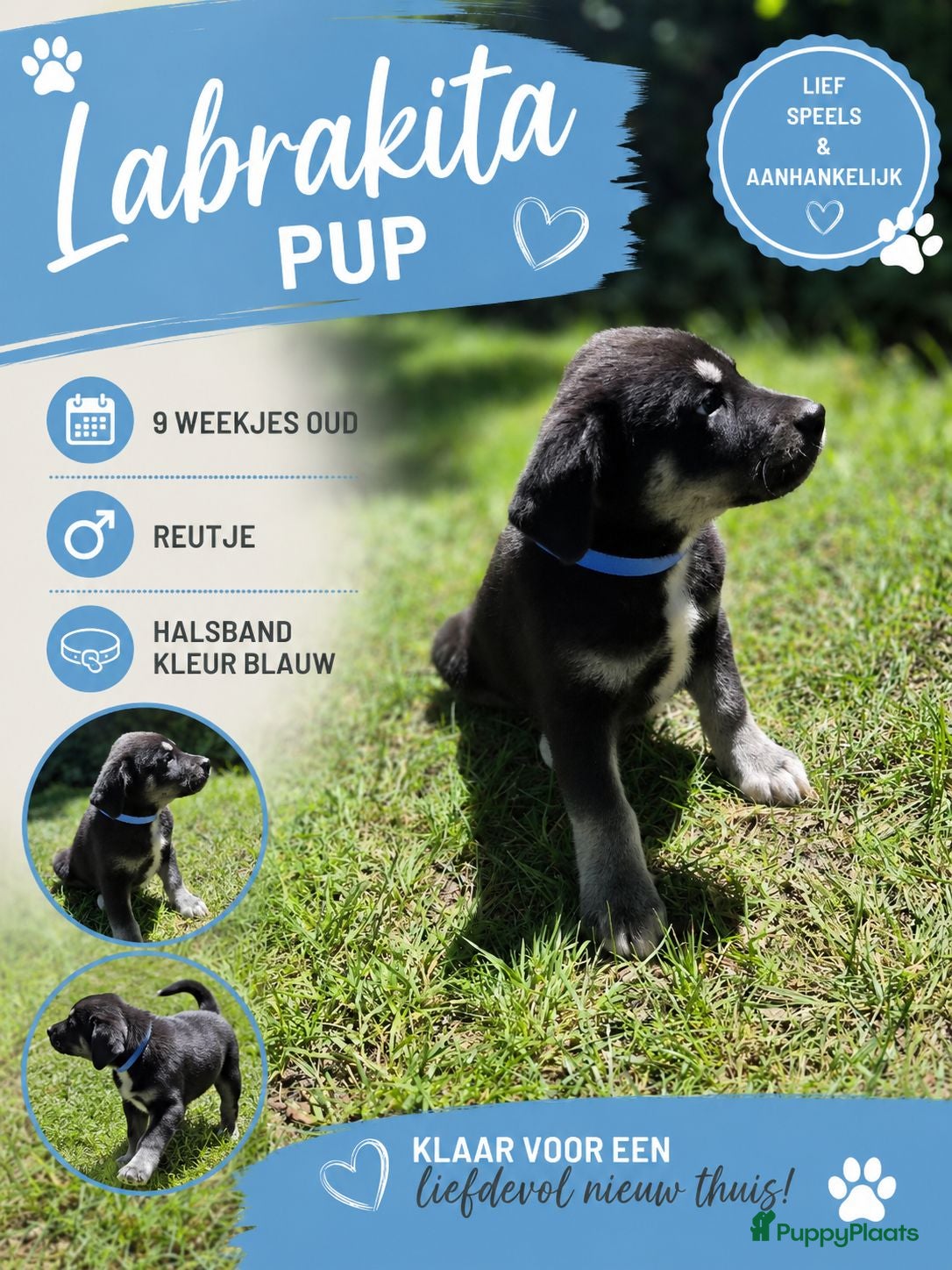 Kruising honden Labrakita pups (mogen verhuizen) - Advertentie 2