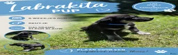 Kruising honden te koop: Laatste Labrakita pup teefje zoekt nieuw huisje - Advertentie 16