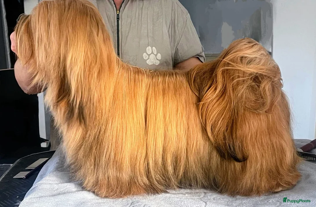Havanezer honden te koop: Nog 1 Havanezer reutje beschikbaar - Advertentie 2