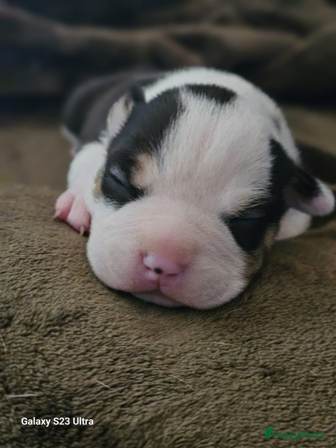 Amerikaanse Bully honden te koop: Pocket bullys met abkc stamboom  - Advertentie 2