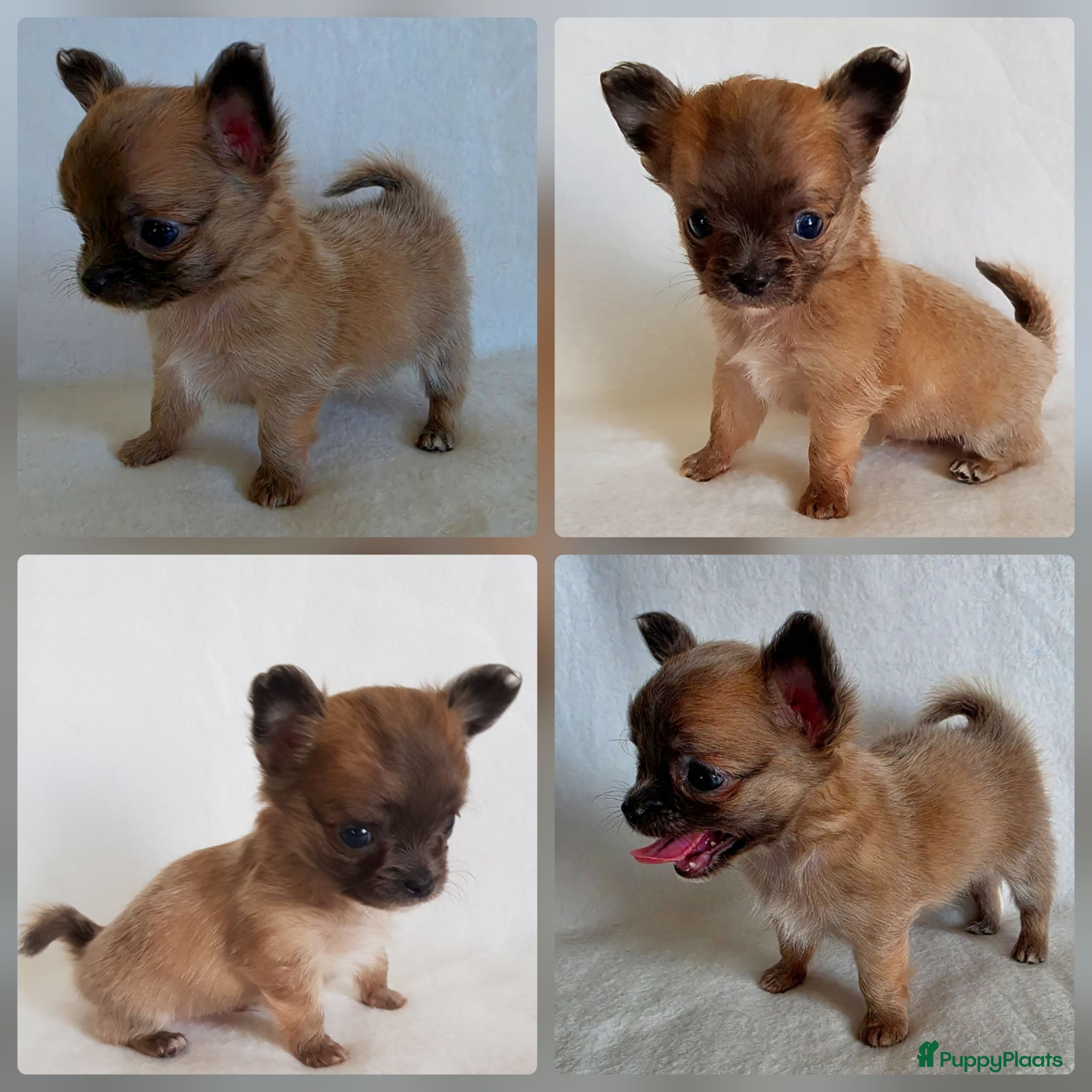 Chihuahua honden Chihuahua pup (klein reutje) - Advertentie 2