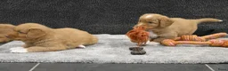Nova Scotia Duck Tolling Retriever honden te koop: Nova Scotia Duck Tolling Retriever pups # Toller - Advertentie 14