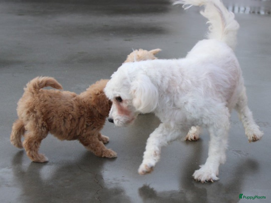 Maltipoo honden te koop: Knappe Maltipoo pups. - Advertentie 10