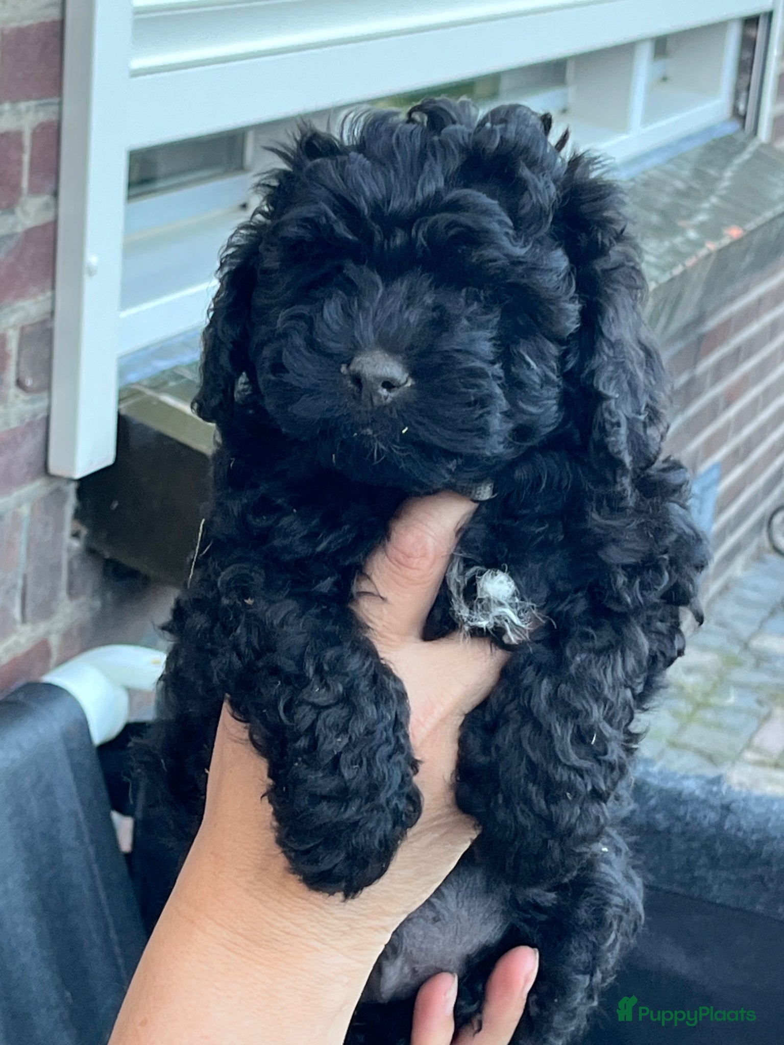 Maltipoo honden te koop: Maltipoo - Advertentie 7