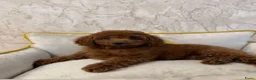 Poedel Toy honden te koop: Toy Poedel pups - Advertentie 5