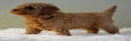 Poedel Toy honden te koop: Te koop Toy poedel pups met FCI stamboom - Advertentie 5