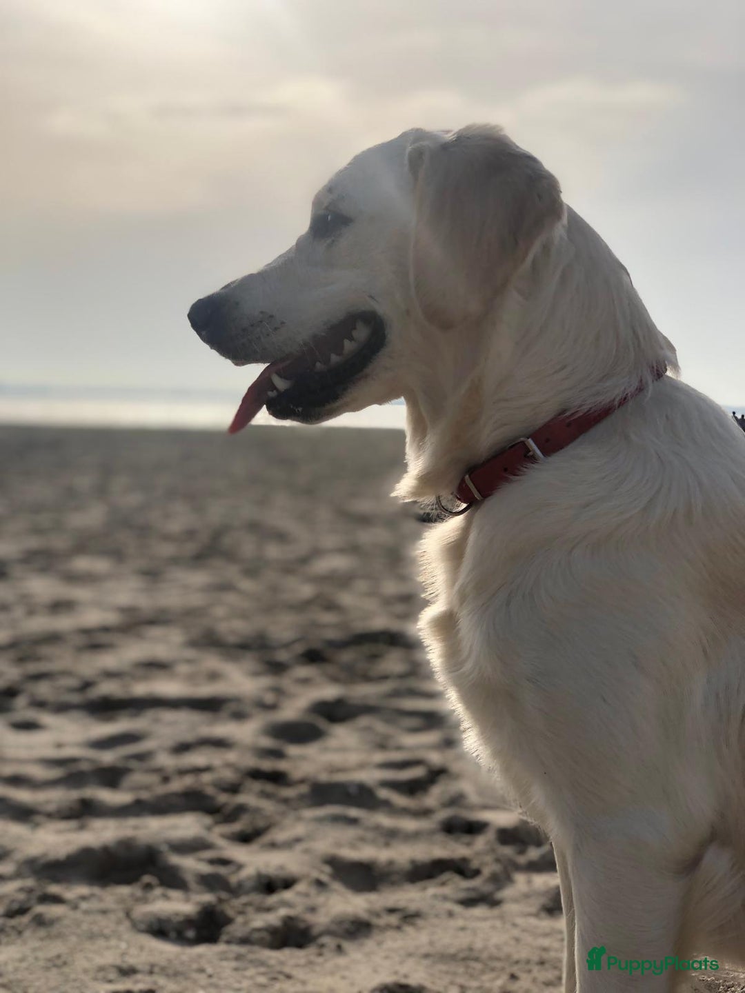 Golden Retriever honden te koop: Golden retriever puppy 10 weken oud  - Advertentie 3