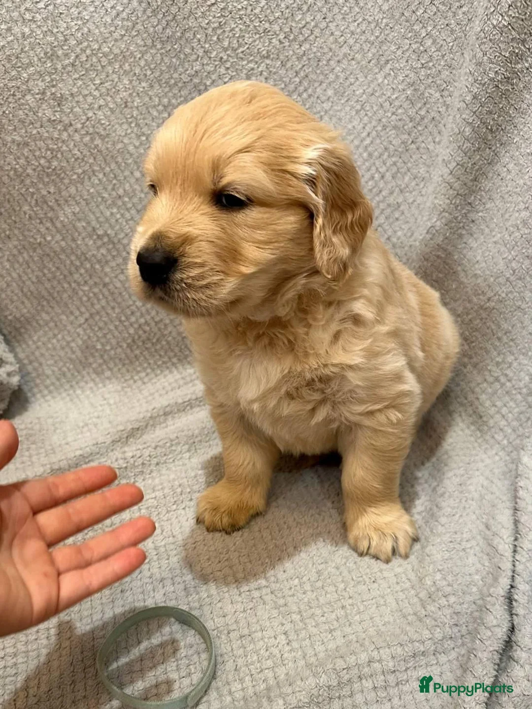 Poedel Toy honden te koop: Golden Retriever pups - Advertentie 2