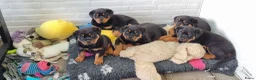 Rottweiler honden te koop: Nog 5 Rottweiler pups uit de volgende combinatie: - Advertentie 13