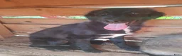 Kruising honden ter adoptie: Linna - Advertentie 4