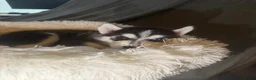 Siberische Husky honden te koop: Lieve Siberische puppies - Advertentie 14