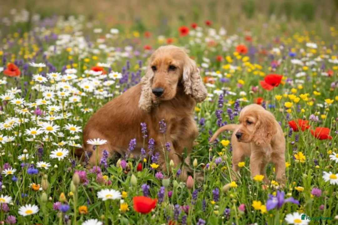 Kruising honden te koop: Leuke Kruising Engelse Cocker Spaniel pups reutjes - Advertentie 2